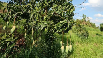 Australia và Việt Nam hợp tác nghiên cứu trong lĩnh vực nông nghiệp số-xanh